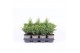 Thuja occidentalis mix 
