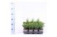Thuja occidentalis mix 