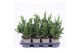 Chamaecyparis obtusa drath 