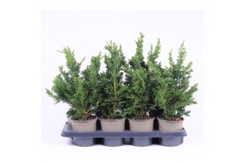 Chamaecyparis obtusa drath