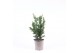 Chamaecyparis obtusa drath 