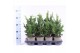 Chamaecyparis obtusa drath 