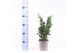 Chamaecyparis obtusa drath 