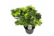 Pittosporum nanum tobira 