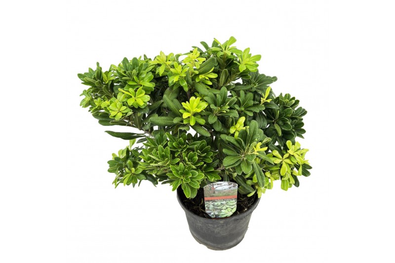 Pittosporum nanum tobira 