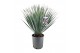 Yucca rostrata 