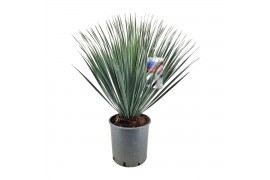 Yucca rostrata