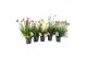 Anigozanthos bush pearl 3 tak/plant 