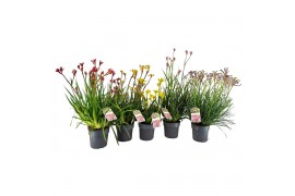 Anigozanthos bush pearl 3 tak/plant
