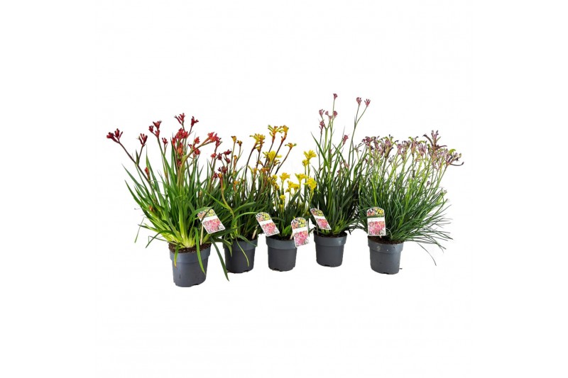 Anigozanthos bush pearl 3 tak/plant 