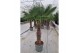 Trachycarpus fortunei 50 cm cm stam 