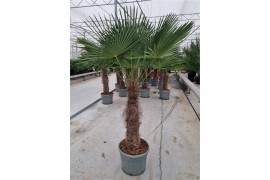 Trachycarpus fortunei 50 cm cm stam