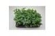 Pilea cadierei 