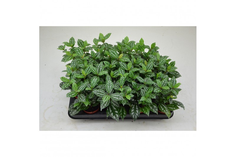 Pilea cadierei 