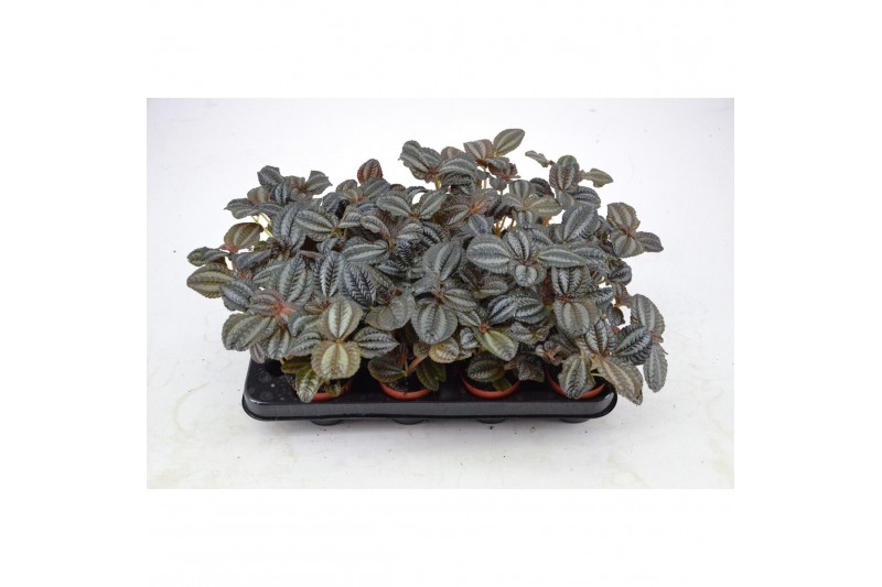 Pilea norfolk 
