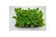 Pilea alumi moon valey 