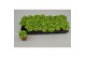 Fittonia joly lemon 