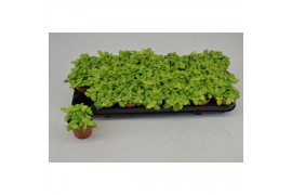 Fittonia joly lemon