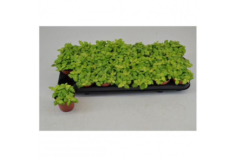 Fittonia joly lemon 