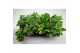 Peperomia mix 7 kleuren 