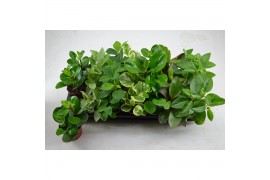 Peperomia mix 7 kleuren