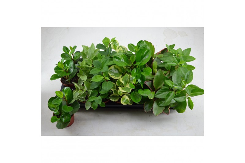 Peperomia mix 7 kleuren 