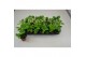 Peperomia mix 3 kleuren 