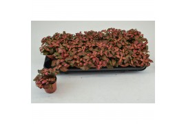Fittonia mosaic tiger