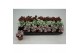 Hypoestes mix 