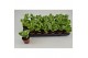 Peperomia obtusiifolia green gold 