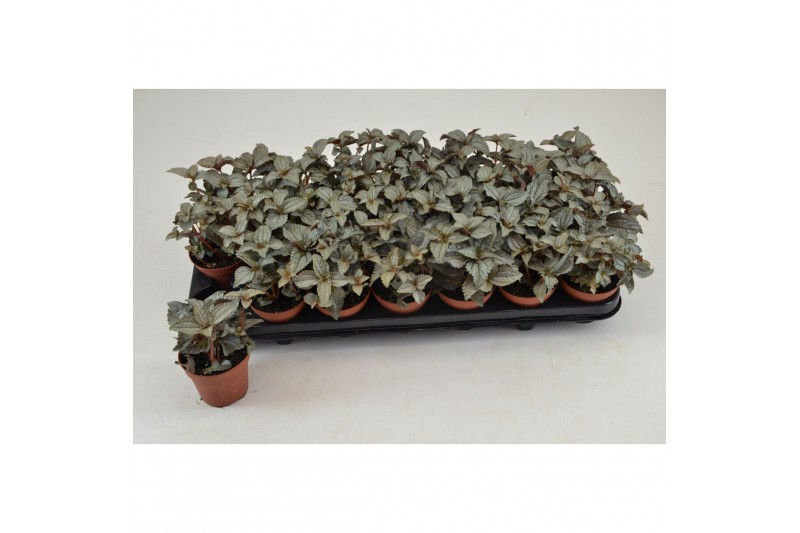 Pilea ellen 