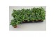 Pilea cadierei 