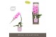 Phalaenopsis roze Formidablo - Havasu Falls - 1 tak, 12+ bloem - Molis 