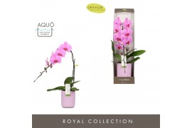 Phalaenopsis roze Formidablo - Havasu Falls - 1 tak, 12+ bloem - Molis