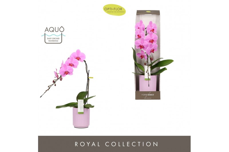 Phalaenopsis roze Formidablo - Havasu Falls - 1 tak, 12+ bloem - Molis 