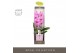 Phalaenopsis roze Formidablo - Havasu Falls - 1 tak, 12+ bloem - Molis 