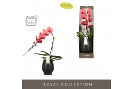 Phalaenopsis oranje Formidablo - Victoria Falls - 1 tak, 12+ bloem - A