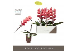 Phalaenopsis oranje Formidablo - Victoria Falls - 1 tak, 12+ bloem - E