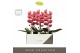 Phalaenopsis oranje Formidablo - Victoria Falls - 1 tak, 12+ bloem - E 
