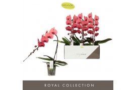 Phalaenopsis oranje Formidablo - Victoria Falls - 1 tak, 12+ bloem
