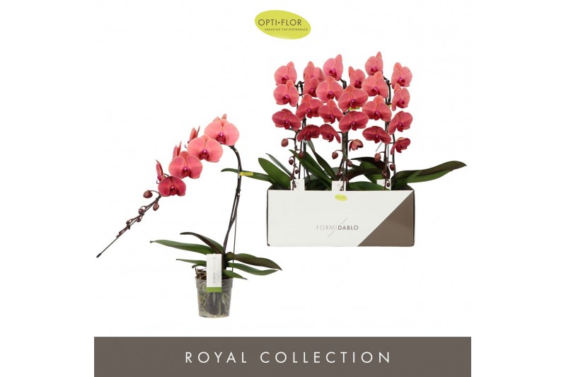 Phalaenopsis oranje Formidablo - Victoria Falls - 1 tak, 12+ bloem 