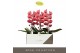 Phalaenopsis oranje Formidablo - Victoria Falls - 1 tak, 12+ bloem 