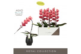 Phalaenopsis oranje Formidablo - Victoria Falls - 1 tak, 12+ bloem - A
