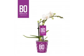 Phalaenopsis multiflora wit BO - Sweety WHite - 2 tak, 9+ bloem