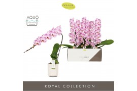 Phalaenopsis paars Formidablo - Iguaza Falls - 1 tak, 12+ bloem - Moli
