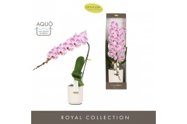 Phalaenopsis paars Formidablo - Iguaza Falls - 1 tak, 12+ bloem - Moli