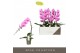 Phalaenopsis roze Formidablo - Havasu Falls - 1 tak, 12+ bloem 