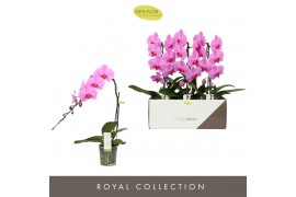 Phalaenopsis roze Formidablo - Havasu Falls - 1 tak, 12+ bloem