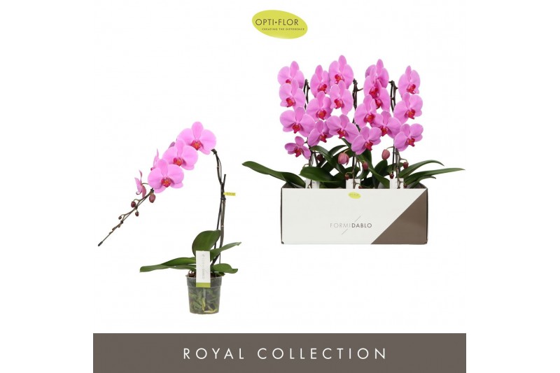 Phalaenopsis roze Formidablo - Havasu Falls - 1 tak, 12+ bloem 