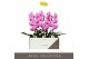 Phalaenopsis roze Formidablo - Havasu Falls - 1 tak, 12+ bloem 